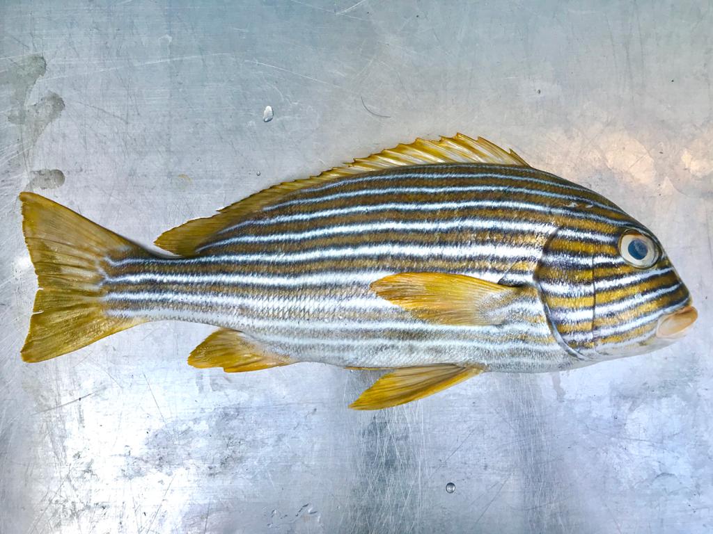 Ribboned sweetlips